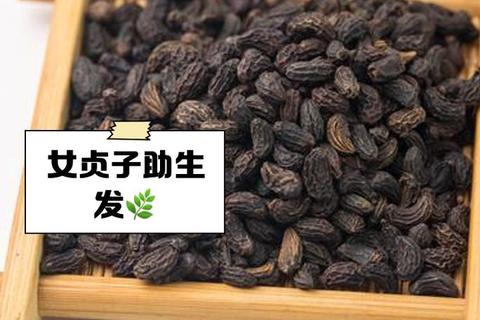 女贞子功效与作用详解：滋补肝肾_明目乌发_天然良药