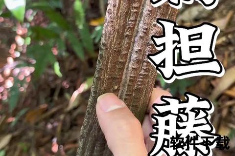 扁担藤_祛风除湿活血化瘀-舒筋活络治风湿骨痛跌打损伤