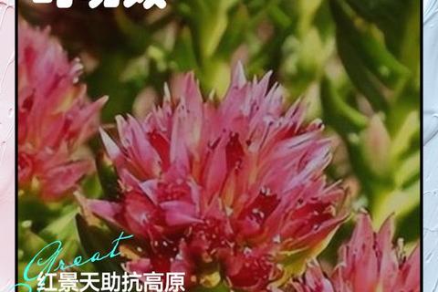 红景天胶囊_高原适应力提升与日常保健-天然草本萃取双重功效解析