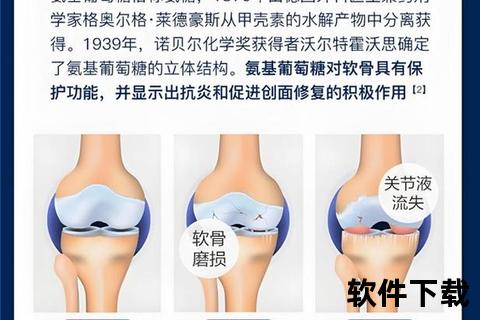 氨糖核心功效解析-改善关节健康与修复软骨的关键作用