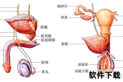 存在何处_男性生殖系统内的位置与作用探析