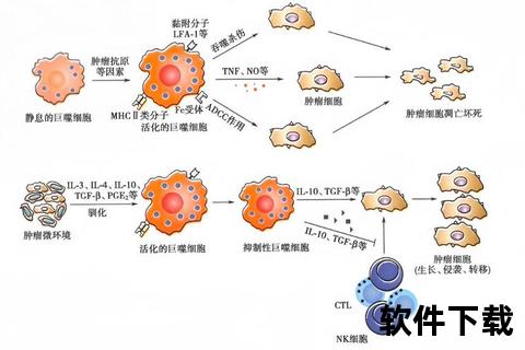 莲芪胶囊:肿瘤辅助治疗的免疫调节机制与临床应用解析