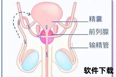 输精管位置解析：连接至管的关键通道