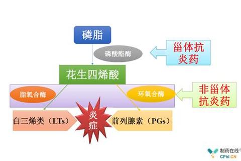 消炎中成药：抗炎机制解析与临床合理用药指南