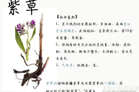 紫草功效全解析：消炎修复与抗氧化作用及健康应用