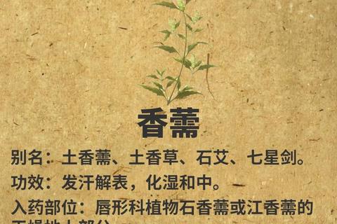 香薷功效解析：解表化湿_利水消肿及夏季应用价值
