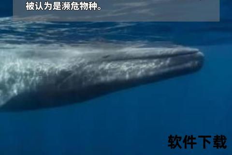 最大的哺乳动物蓝鲸_体型特征与生态地位深度解析