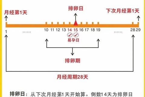 月经结束后同房易孕时机_排卵期计算与受孕天数