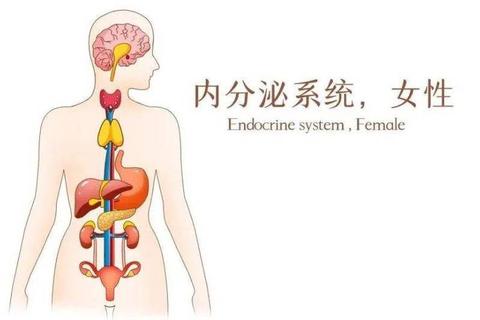 内分泌失调性月经不调：病理机制与综合干预策略