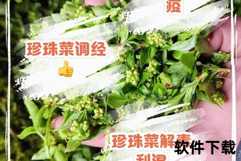 珍珠菜的功效与作用：清热解毒_增强免疫及药用价值解析
