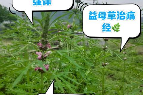 益母草一日三袋：加速月经调理的有效方法与实践