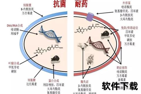 诺贝先阿莫西林克拉_抗菌机制解析与临床应用新进展