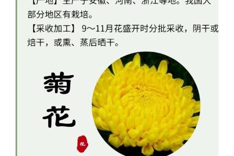 菊花功效与作用解析：清热解毒_明目护眼_降压养生