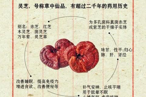 灵芝作用与功效全解析-天然免疫增强及延缓衰老奥秘