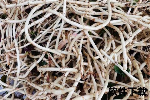 鱼腥草根_清热解毒抗菌消炎与免疫增强的多效草本