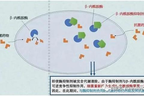 阿莫西林克拉维甲酸_抗菌机制与临床应用研究进展