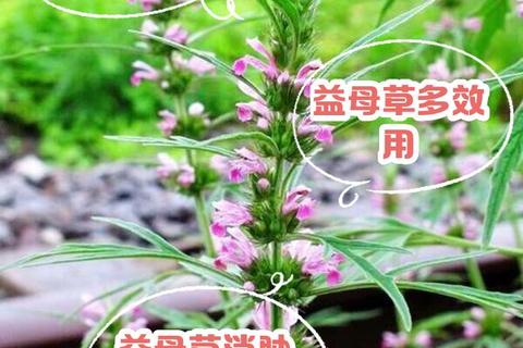 益母草调经指南：血瘀型月经不调适用与禁忌解析