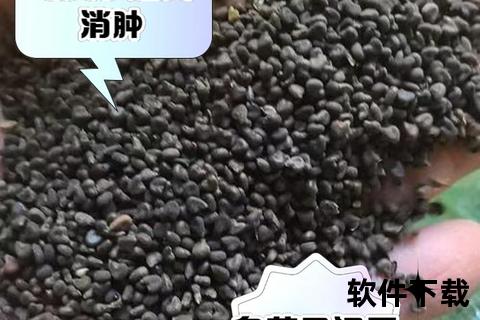 冬葵子：利水通淋_润肠通便与下乳通乳功效详解