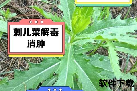 刺儿菜的功效与作用：清热解毒_止血散瘀的天然草药解析