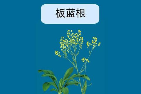板蓝根小孩可以服用吗-解析儿童用药安全与适宜剂量指南