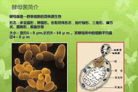 酵母菌功能解析-发酵及生物合成中的关键角色
