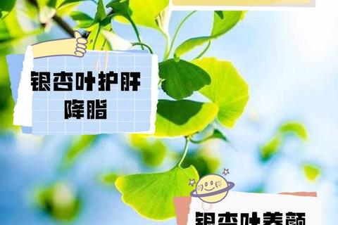 银杏精的功效与作用解析：提升健康与天然益处详解