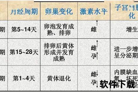 子宫内膜增生：雌激素失衡引发的内膜异常增殖及分型解析