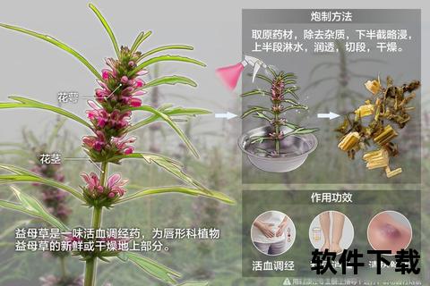 干益母草功效与作用解析：调经活血及养生保健应用