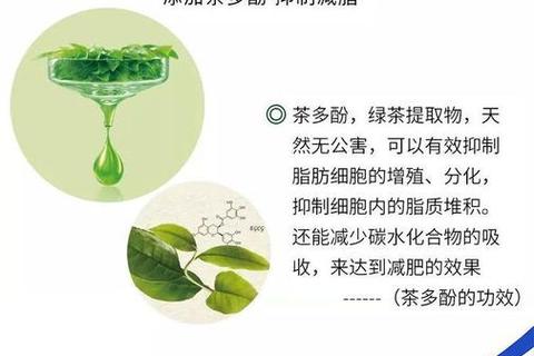 左旋肉碱茶多酚胶囊：科学配比助力代谢提升与健康减脂