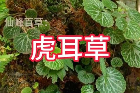 虎耳草的功效与作用_清热解毒_凉血止血_消肿止痛