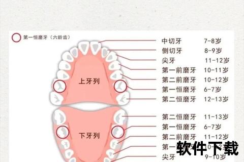 小孩大牙会换吗？乳牙更换关键期与注意事项全解析