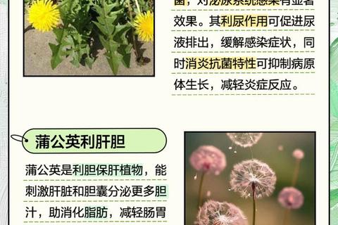 蒲公英消炎作用探秘：天然成分与抗炎机制解析