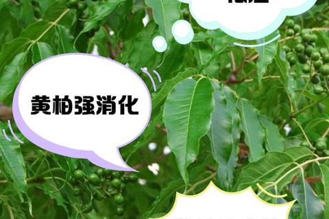 黄柏胶囊_清热燥湿-泻火解毒作用与适应症详解