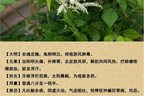 升麻功效与作用解析:清热解毒_升阳举陷及临床应用 升麻功效与作用解析:清热解毒_升阳举陷及临床应用