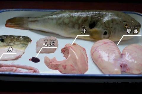 河豚毒素致命分布：卵巢、肝脏与血液的毒性解析