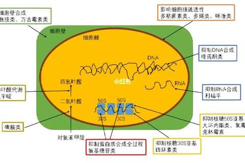 克拉霉素联合阿莫西林抗菌机制及临床应用研究分析