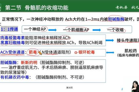 钠：维持体液平衡与神经传导的核心作用