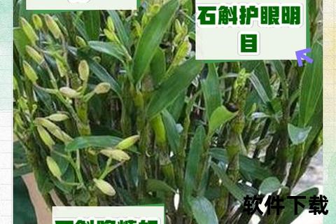 石斛滋阴养胃-增强免疫抗氧化功效解析与健康应用