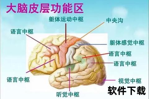 脑部血管健康守护者_科学配方助力认知力与血液循环优化 脑部血管健康守护者_科学配方助力认知力与血液循环优化