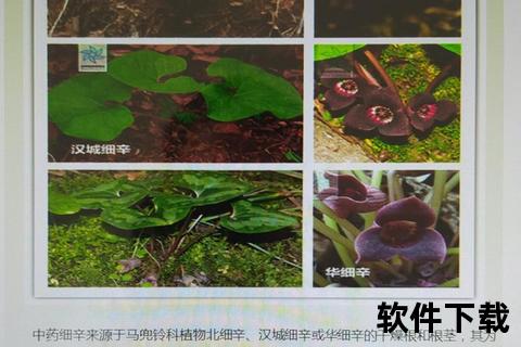细辛功效与作用详解：散寒止痛-通窍活络的临床应用