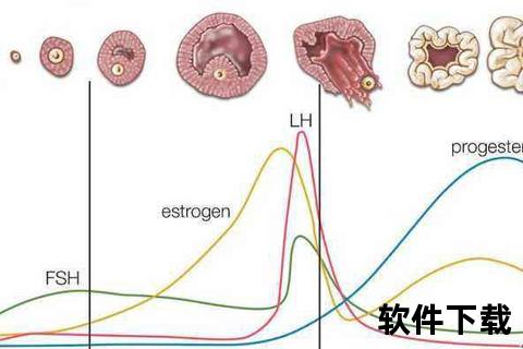 月经不来原因解析：压力、内分泌失调与卵巢疾病影响