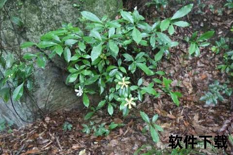 消炎消肿草药指南-天然草本消炎镇痛与消肿良方解析