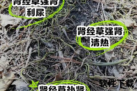 肾经草功效与作用解析：传统草药与现代健康应用探秘