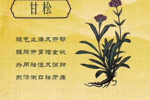 甘松：理气止痛_开郁醒脾与祛湿消肿功效解析