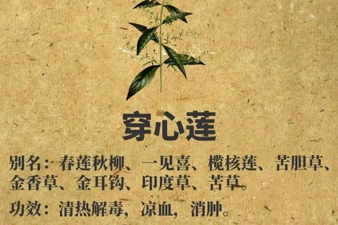 穿心莲功效解析：清热解毒_抗炎抗菌_凉血消肿良药