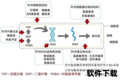 维生素C抗炎机制探析：抑制自由基与调节炎性因子