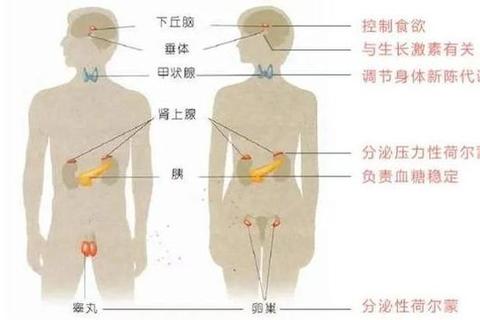 内分泌失调停经怎么办?激素与生活调理双管齐下