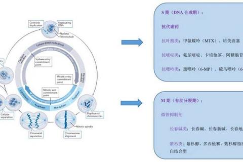 纤维素片作用解析-促进消化健康与代谢调节的关键机制