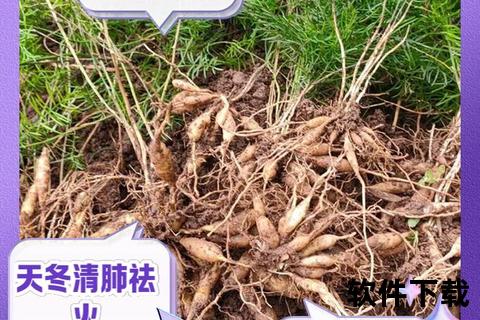 天冬的功效解析与作用机制-传统中药与现代应用探析 天冬的功效解析与作用机制-传统中药与现代应用探析