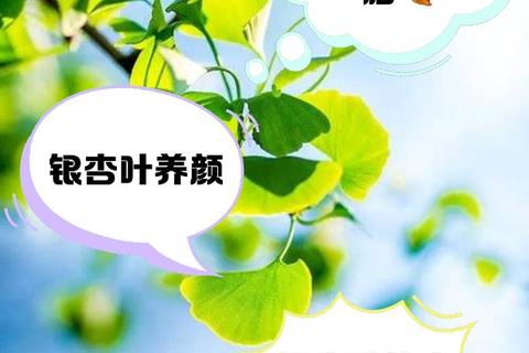 银杏叶提取物副作用探析：安全性评估与潜在风险提示